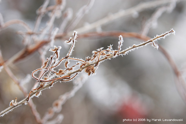 Barbed wire