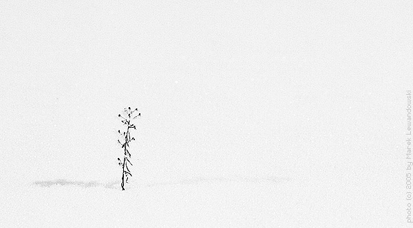 Alone in the snow